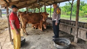 Polsek Tanggulangin Rangkul Petani Hewani Dukung Ketahanan Pangan Polresta Sidoarjo