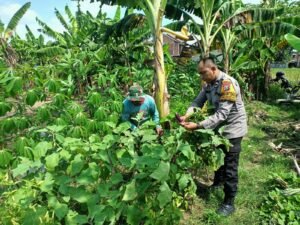 Bhabinkamtibmas Desa Sidokepung Panen Terong, Wujud Polisi Cinta Petani dan Ketahanan Pangan.