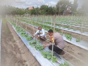 Bhabinkamtibmas Wonoplintahan Dorong Petani Melon Dukung Program Ketahanan Pangan Nasional