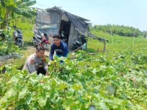 Bhabinkamtibmas Desa Krembung Dorong Petani Melon Dukung Ketahanan Pangan 