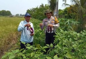 Polsek Tanggulangin Sambangi Pertanian Terong Desa Kalidawir, Dukung Ketahanan Pangan Polresta Sidoarjo