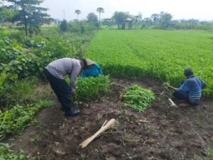 Polsek Tulangan Dukung Ketahanan Pangan Polresta Sidoarjo lewat Budidaya Tanaman Kangkung 