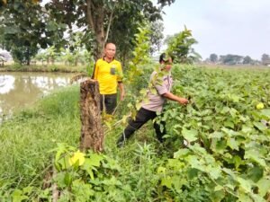 Kanit Binmas Polsek Prambon Dukung Ketahanan Pangan Gelorakan Tanam Sayur Terong