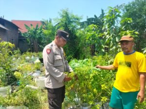 Polsek Tanggulangin Rangkul Petani Lombok Dukung Ketahanan Pangan Polresta Sidoarjo