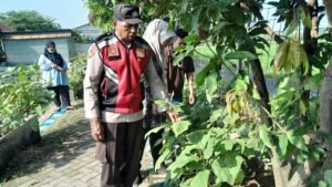 Polresta Sidoarjo Dukung Asta Cita Presiden RI, Polisi Cinta Petani Wujudkan Swasembada Pangan Lewat Kebun Terong 