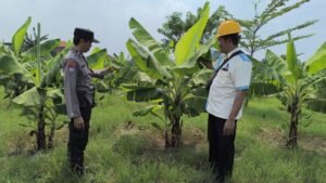 Bhabinkamtibmas dan Bumdes Sidodadi Taman Tinjau Pengelolaan Lahan Ketahanan Pangan