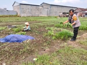 Bhabinkamtibmas Desa Prambon Dukung Ketahanan Pangan Lewat Budidaya Kangkung Warga