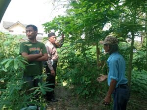 Bhabinkamtibmas Desa Kalitengah Dukung Ketahanan Pangan Lewat Tanaman Pepaya 