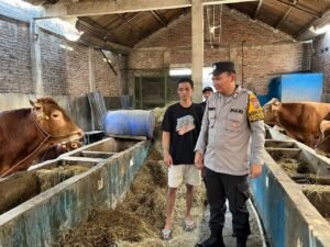 Bhabin Desa Waung Dorong Petani Hewani Sapi Dukung Ketahanan Pangan 