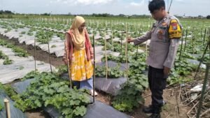 Bhabinkamtibmas Desa Kedensari Sungguh Luar Biasa, Miliki Lahan 5.000 m² untuk Budidaya Melon
