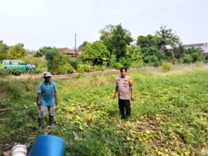 Polsek Prambon Dukung Ketahanan Pangan Lewat Budidaya Sayur Krai