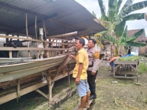 Bhabinkamtibmas Desa Gamping Giat Rawat Ternak Kambing Demi Ketahanan Pangan Warga