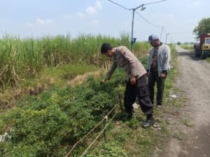 Bhabinkamtibmas Polsek Prambon Pantau Perkembangan Lahan Pangan Bergizi, Dukung Ketahanan Pangan Warga.