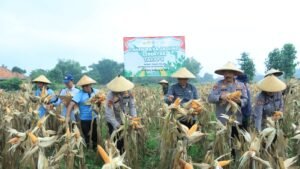 Dukung Ketahanan Pangan, Polres Bangkalan Bersama 3 Pilar Panen Jagung Tahap Kedua