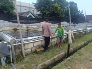 Polsek Krembung Dukung Swasembada Pangan, Dampingi Budidaya Lele di Desa Waung
