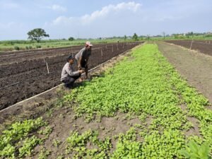 Bhabinkamtibmas Desa Wonomlati Dampingi Petani Sawi Dukung Ketahanan Pangan 
