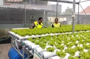 Ubah Lahan Kosong Jadi Green House untuk Ketahanan Pangan Desa Kletek