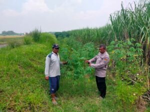 Polsek Prambon Dukung Ketahanan Pangan Turut Kontrol Lahan Ketela 