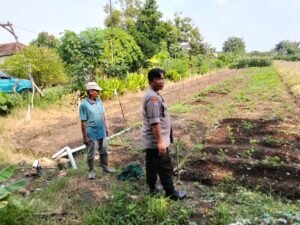 Polsek Prambon Terus Bergerak Sukseskan Petani Cabe Rawit, Dukung Ketahanan Pangan