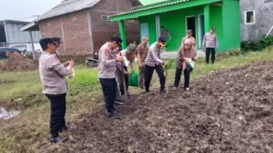 Polsek Tanggulangin dan Dinas Penyuluhan Pertanian Gebyar Tanam Jagung Hibrida