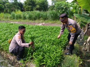 Polsek Krembung Gandeng Petani Desa Rejeni Dongkrak Ketahanan Pangan Budidaya Kangkung 