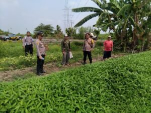 Kapolsek Krembung Turun ke Lapangan Tinjau Petani Kangkung Desa Rejeni Dukung Ketahanan Pangan 
