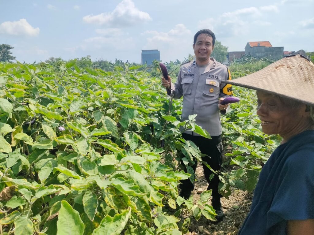 Polisi Cinta Petani, Bhabinkamtibmas Gedangan Turun Langsung ke Lahan Sayuran Terong di Sidoarjo