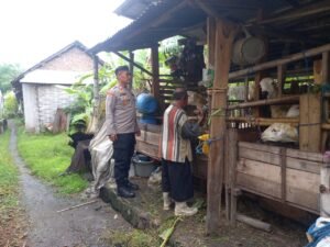 Kanit Binmas Polsek Krembung Beri Pendampingan Peternak Kambing Dukung Ketahanan Pangan 