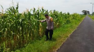 Bhabinkamtibmas Desa Mojoruntut Tinjau Lahan Jagung, Dukung Ketahanan Pangan 