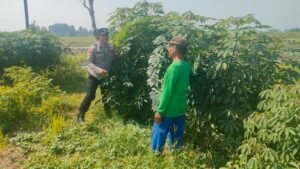 Polsek Krembung Dampingi Petani Singkong Dukung Ketahanan Pangan 