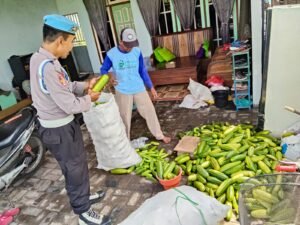 Polsek Porong Dampingi Warga Desa Kelola Lahan Ketahanan Pangan Mentimun 