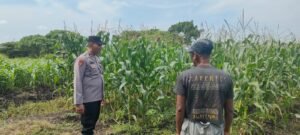Polsek Sukodono Apresiasi Ketahanan Pangan Kebun Jagung di Pademonegoro