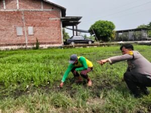 Kanit Binmas Polsek Prambon Tinjau Lahan Ketahanan Pangan Bergizi di Desa Pejangkungan