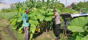 Bhabinkamtibmas Desa Tambak Oso Cek Lahan Ketahanan Pangan Warga