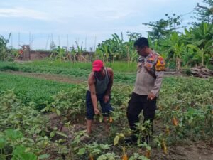 Kanit Binmas Polsek Krembung Dampingi Petani Terong Dukung Ketahanan Pangan 