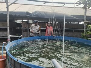 Bhabinkamtibmas Polsek Krian pendampingan Dukung Ketahanan Pangan Budidaya Ikan Lele di Desa Kraton Krian