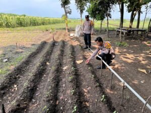 Bhabinkamtibmas Desa Cangkring dan Petani Bergulir Rawat Tanaman Lombok
