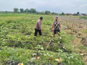 Polsek Krembung Dukung Ketahanan Pangan Terus Dampingi Petani Terong 