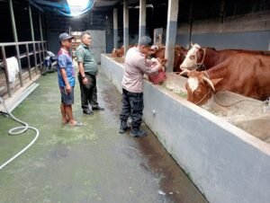 Dukung Ketahanan Pangan, Bhabinkamtibmas Polsek Krian Dampingi Peternakan Sapi di Desa Tropodo