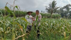 Dukung Program Asta Cita Presiden Prabowo, Bhabinkamtibmas Aipda Firnandus Berikan Motivasi Petani Jagung.