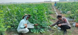 Bhabinkamtibmas Desa Mergosari Aktif Dampingi Implementasi Ketahanan Pangan, Cegah Gagal Panen Melon
