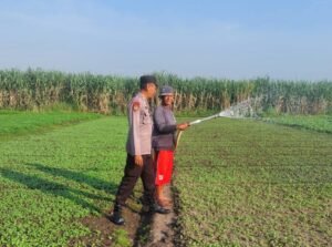 Bhabinkamtibmas Desa Jenggot dan Petani Bergulir Rawat Bayam, Simbolis Dukung Ketahanan Pangan