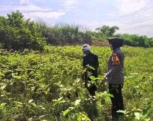 Polwan Sidoarjo Turun ke Sawah, Dukung Ketahanan Pangan Lewat Program P2L