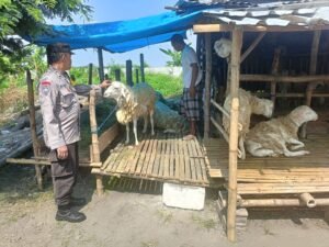 Polsek Porong Masif Patroli Sambang Desa, Dukung Ketahanan Pangan Sektor Peternakan Jelang Idul Adha