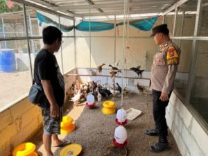 Bhabinkamtibmas Desa Gading Kroscek dan Dampingi Peternak Ayam Dukung Ketahanan Pangan 