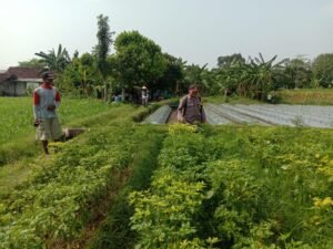 Polsek Ngronggot Dorong Ketahanan Pangan Lewat Pemanfaatan Lahan Cabe di Dadapan