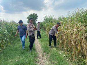 Kapolsek Krembung Pantau Tanaman Jagung Dukung Ketahanan Pangan 