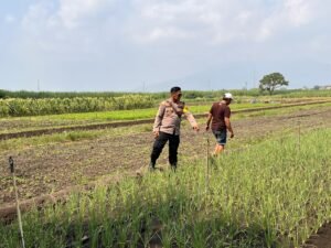 Kanit Binmas Polsek Krembung Dampingi Petani Bawang Merah, Dukung Ketahanan Pangan 
