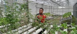 Dukung Ketahanan Pangan, Bhabinkamtibmas Desa Gamping Kembangkan Perkebunan Tomat