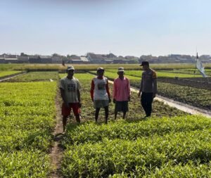 Polsek Krembung Dukung Ketahanan Pangan dan Petani, Persiapkan Sayur Kangkung Untuk di Panen